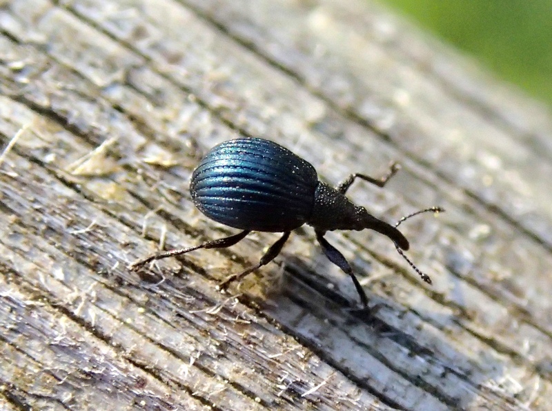 Un microscopico curculionidae - Apion sp.